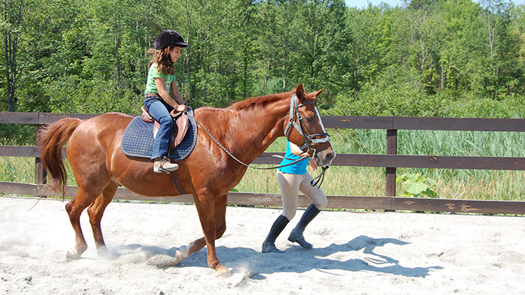 Morgan Farm Riding Lessons Morgan Farm Riding Lessons